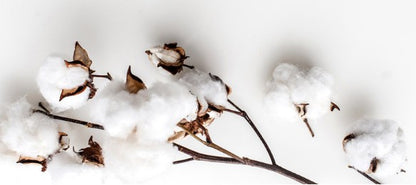 Cotton